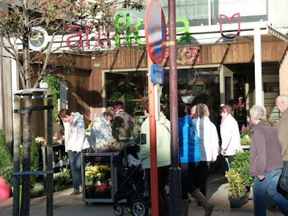 Artiflora, Fleuriste à Koksijde