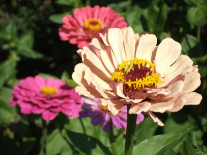 Vermeulen / Rita SIGNATUUR bloemenspeciaalzaak, Fleuriste à De Pinte