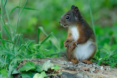 Amaryllis, Fleuriste à Rijkevorsel