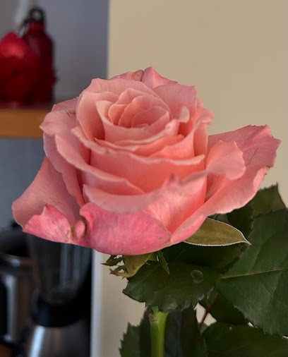Dianthus Corner, Fleuriste à Drogenbos
