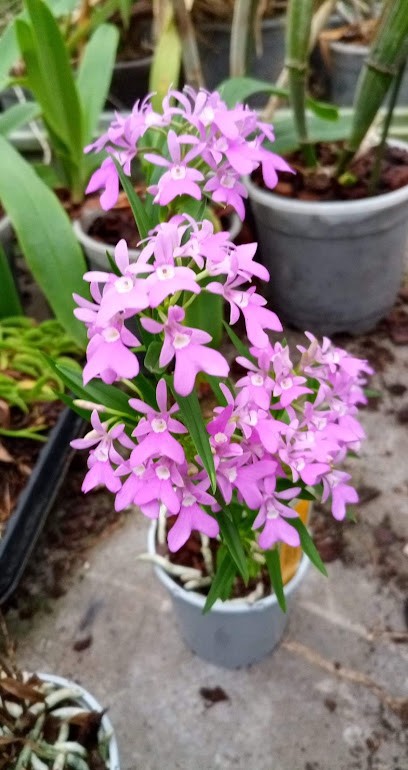 Orchids Dekor, Fleuriste à Enghien