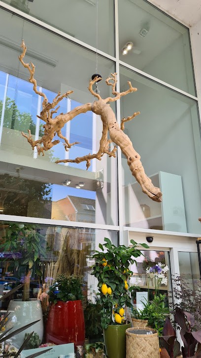 Jo Dieraert, Fleuriste à Zottegem