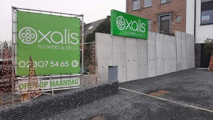 Oxalis Huygh Wendy, Fleuriste à Lennik