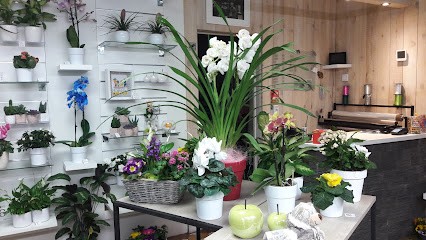 Le Mimosa, Fleuriste à Beyne-Heusay