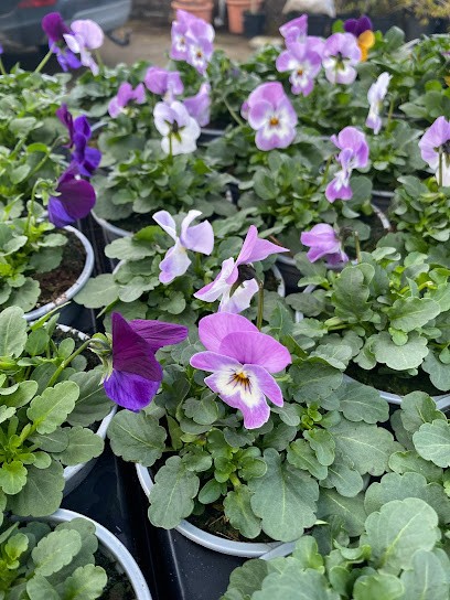 Bloemenhal, Fleuriste à Knokke-Heist