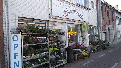 BARBLOMSTER, Fleuriste à Termonde