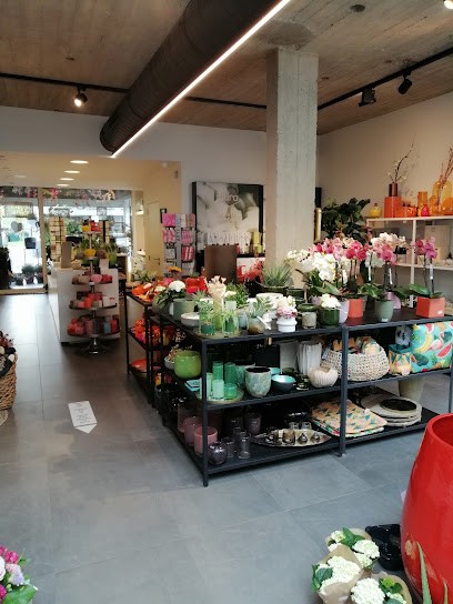 Falenopsis, Fleuriste à Boechout