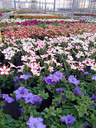 A Fleur De Pot, Fleuriste à Ath