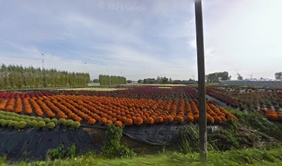 Germo bvba, Fleuriste à Beveren