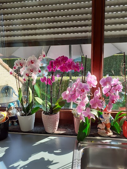 Bloemenhal Aalter, Fleuriste à Aalter