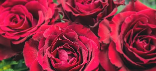 De Papyrus, Fleuriste à Dixmude