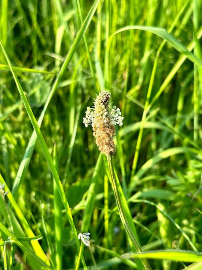 Guirlande Bellem, Fleuriste à Aalter